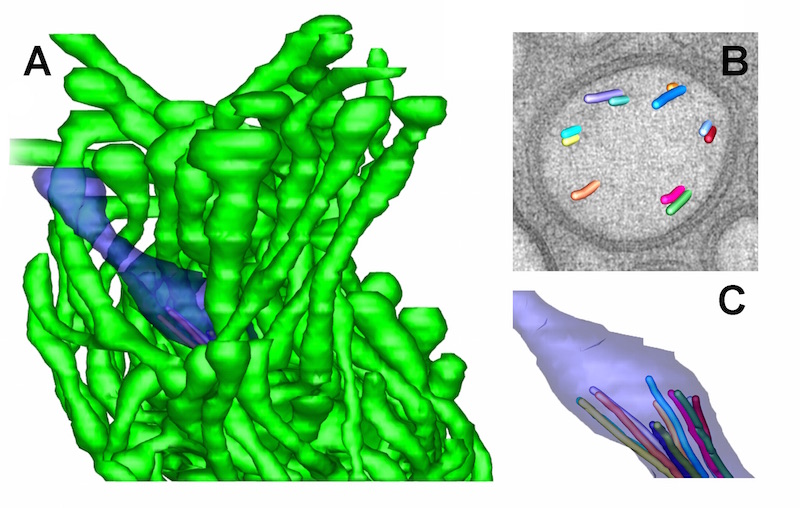 ETFIG 5: 3D Model of AFD ending.